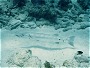 Great Baracuda, Sphyraena barracuda