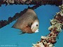 Gray Angelfish, Pomacanthus arcuatus