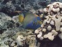 Queen Angel Fish, Holacanthus ciliaris