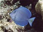 Blue Tang, Acanthurus coeruleus