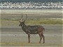 Defassa Waterbuck, Kobus defassa