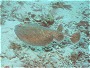 Marbled Torpedo Ray