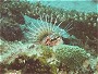 Spotfin Lion Fish