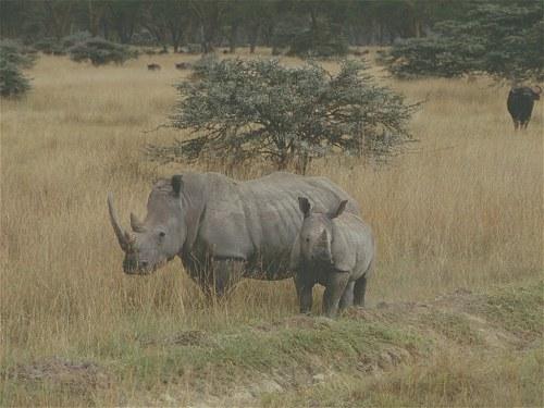 White Rhino, Ceratotherium simum