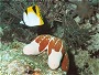 Saddleback Butterfly Fish