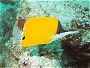 Big Longnose Butterfly Fish