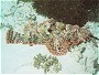 Bearded Scorpion Fish