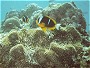 Allard's Anemone Fish