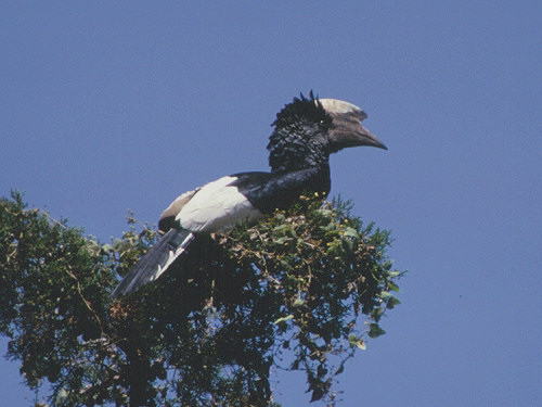 Black and White casqued Hornbill