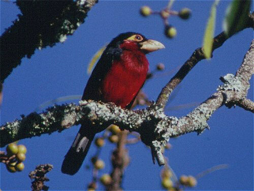 Double toothed Barbet, Lybius bidentatus