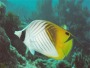 Threadfin Butterfly Fish
