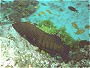 Peacock Grouper
