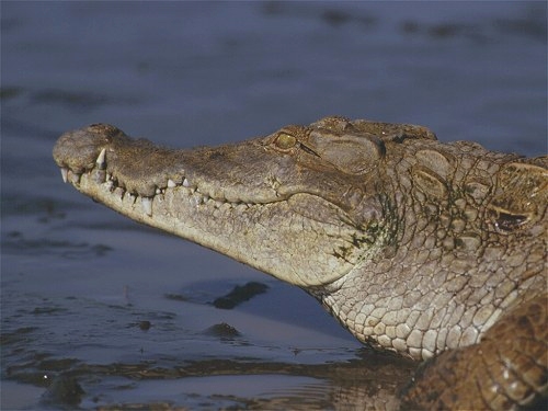 Nile Crocodile, Crocodylus niloticus