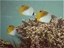 Threadfin Butterflyfish
