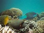 Yellowtail Triggerfish