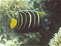 African Angelfish, Pomacanthus chrysurus