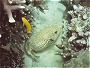 Mappa Pufferfish, Arothron mappa