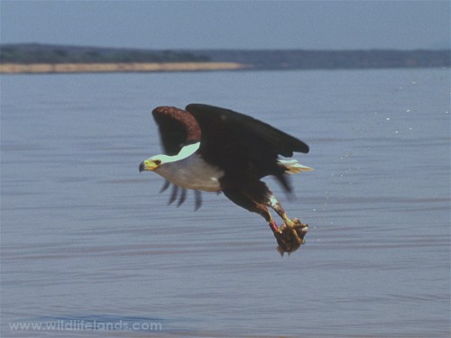 African Fish Eagle, Haliaeetus vocifer
