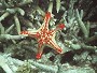 Starfish