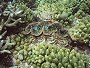 Squamose Giant Clam