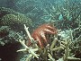 Crown of thorns, Acanthaster planci
