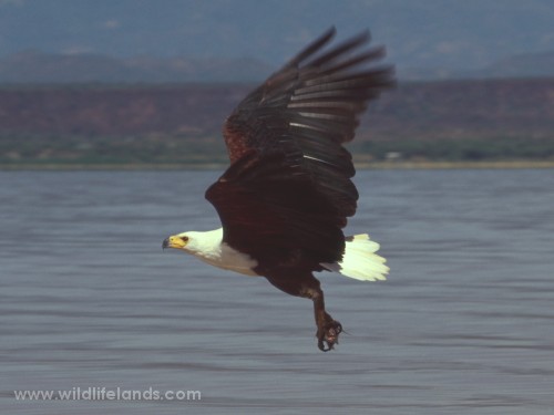 African Fish Eagle, Haliaeetus vocifer