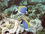 Powder-blue Surgeon Fish, Acanthurus leucosternon