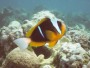 Allard's Anemone Fish