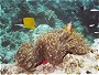 Big Longnose Butterflyfish