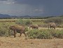African Elephant family, Loxodonta africana