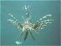Common Lion Fish