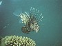 Common Lion Fish
