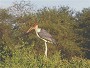Marabou Stork,  Leptoptilus crumeniferus, Samburu, Kenya.