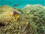 Skunk Anemone Fish