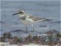 Greater Sandplover