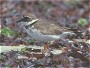 Common Ringed Plover
