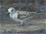 Sanderling