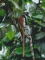 Zanzibar Red Colobus, Jozani Forest, Zanzibar