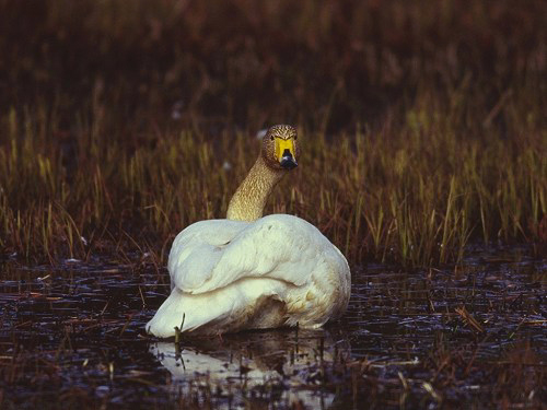 Whooper Swan, Cygnus cygnus