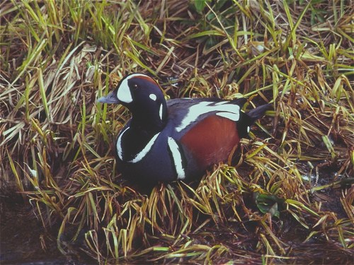 Harlequin Duck, Histrionicus histrionicus