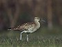 Whimbrel, Numenius phaeopus