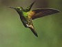 Bufftailed Coronet