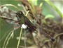 Booted Rackettail