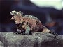 Marine Iguana, Amblyrhynchus cristatus