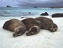 Gal�pagos Sea Lion, Zalophus californianus