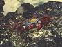 Sally Lightfoot Crab, Grapsus grapsus