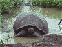Giant Tortoise, Geochelone elephantopus