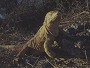 Gal�pagos Land Iguana, Conolophus subcristatus