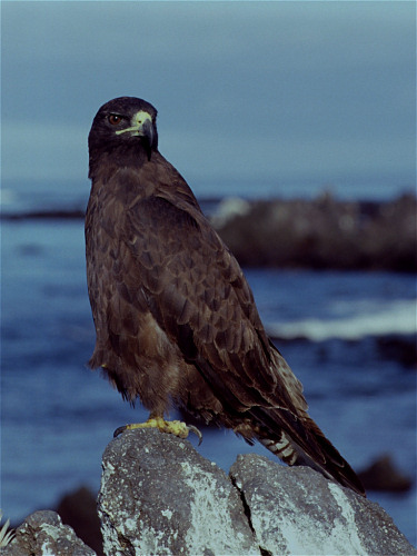Galpagos Buzzard, Buteo galapagoensis