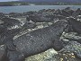Marine Iguana, Amblyrhynchus cristatus